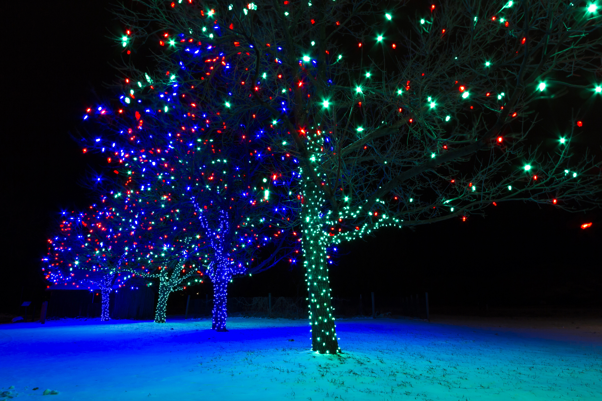 outdoor tree with led